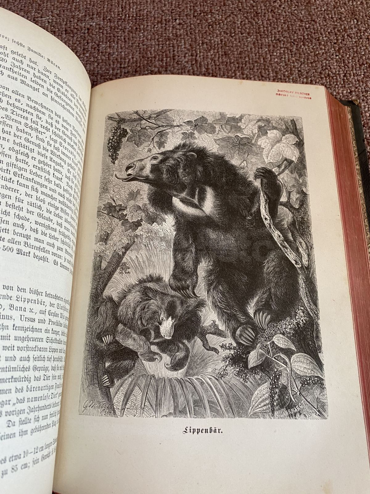 Kniha Brehms Tierleben, 2. díl, velké množství ilustrací SAVCI