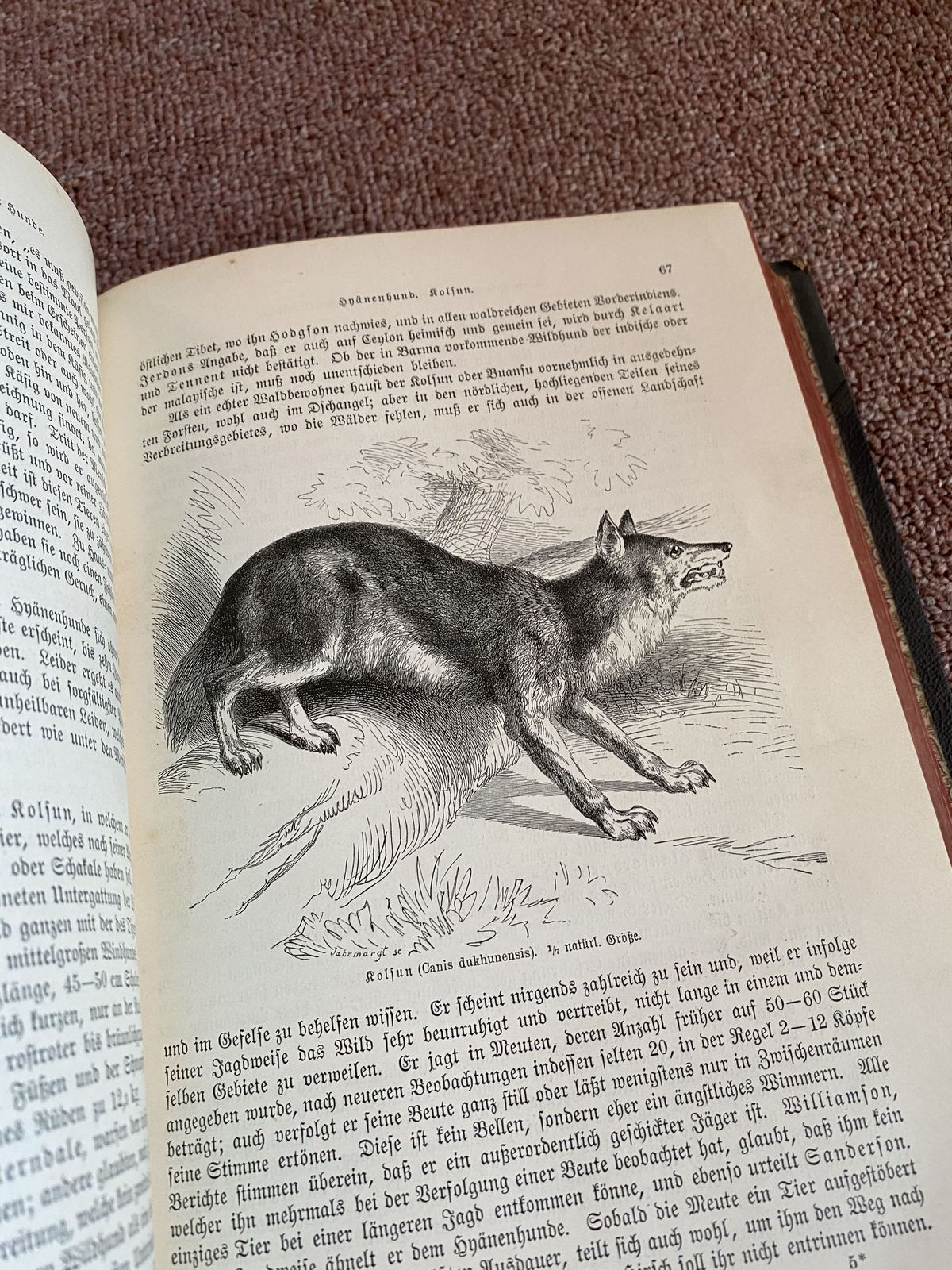 Kniha Brehms Tierleben, 2. díl, velké množství ilustrací SAVCI