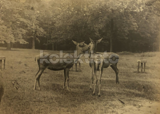 100 Kč XXX Foto Severovýchodní Čechy, CZE100025