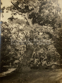 40 Kč XXX Foto Jižní Čechy, CZE100153