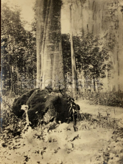40 Kč XXX Foto Jižní Čechy, CZE100155