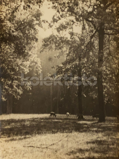 40 Kč XXX Foto Jižní Čechy, CZE100159