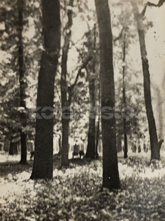 40 Kč XXX Foto Severovýchodní Čechy, CZE100164