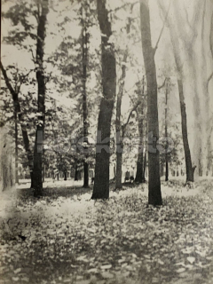 40 Kč XXX Foto Severovýchodní Čechy, CZE100165