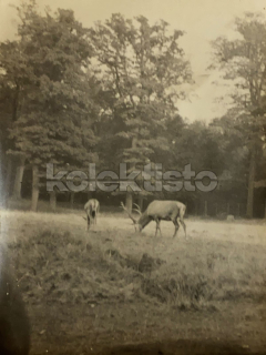 60 Kč XXX Foto Severovýchodní Čechy, CZE100236