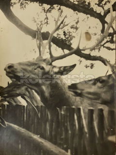 70 Kč XXX Foto Severovýchodní Čechy, CZE100265