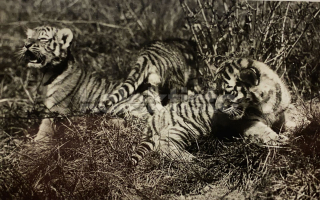500 Kč ABM Pohlednice Praha 7 ZOO, CZE102197