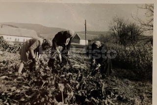 200 Kč BE Pohlednice Hostomice ZEMĚDĚLSTVÍ, CZE104655