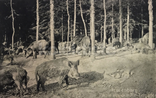 360 Kč CB Pohlednice Hluboká nad Vltavou, CZE106978