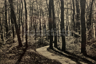 260 Kč NB Pohlednice Poděbrady, CZE118342