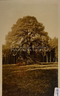 120 Kč RK Pohlednice Rychnov nad Kněžnou, CZE122563