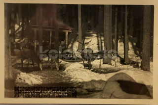 230 Kč SM Pohlednice Harrachov, CZE123310