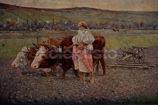 40 Kč UH Pohlednice NEURČENO KROJE, ÚPRKA, KROJE. ÚPRKA (, CZE125735
