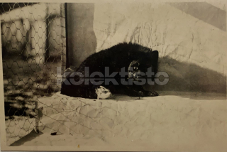 300 Kč UO Pohlednice Jablonné nad Orlicí REKLAMA, LIŠKY, CZE126321