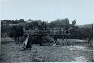 650 Kč GEN Pohlednice CIKÁNI, GEN137459