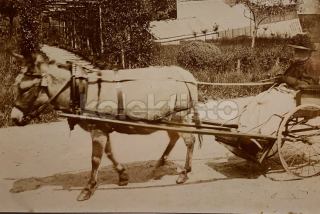 400 Kč GEN Pohlednice KOČÍ, GEN138045