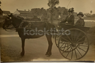 550 Kč GEN Pohlednice KOČÍ, GEN138065