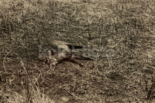 250 Kč GEN Pohlednice MYSLIVOST FOTO, GEN138102