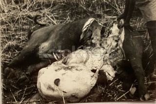 300 Kč GEN Pohlednice MYSLIVOST FOTO, GEN138111