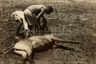 400 Kč GEN Pohlednice MYSLIVOST FOTO, GEN138151