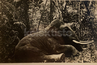 400 Kč GEN Pohlednice MYSLIVOST FOTO, GEN138167