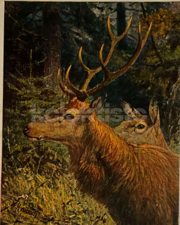 200 Kč GEN Pohlednice MYSLIVOST MALOVANÉ, GEN138202
