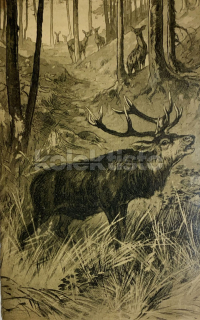 250 Kč GEN Pohlednice MYSLIVOST MALOVANÉ, GEN138214