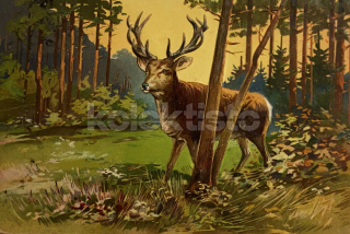 300 Kč GEN Pohlednice MYSLIVOST MALOVANÉ, GEN138227