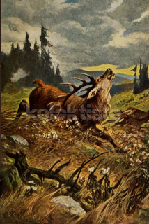 300 Kč GEN Pohlednice MYSLIVOST MALOVANÉ, GEN138237