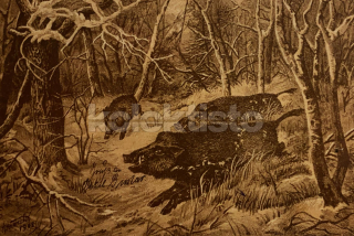 300 Kč GEN Pohlednice MYSLIVOST MALOVANÉ, GEN138243