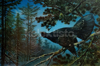 400 Kč GEN Pohlednice MYSLIVOST MALOVANÉ, GEN138258