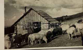 250 Kč GEN Pohlednice ZEMĚDĚLSTVÍ, GEN139101