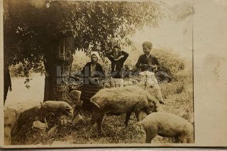 350 Kč GEN Pohlednice ZEMĚDĚLSTVÍ, GEN139145