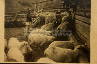 350 Kč GEN Pohlednice ZEMĚDĚLSTVÍ, GEN139152