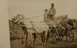550 Kč GEN Pohlednice ZEMĚDĚLSTVÍ, GEN139192
