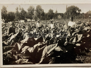 550 Kč GEN Pohlednice ZEMĚDĚLSTVÍ, GEN139193