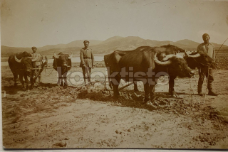 550 Kč GEN Pohlednice ZEMĚDĚLSTVÍ, GEN139196
