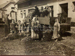 650 Kč GEN Foto ZEMĚDĚLSTVÍ, GEN139202