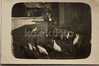 100 Kč GEN Pohlednice DRŮBEŽ, GEN145095