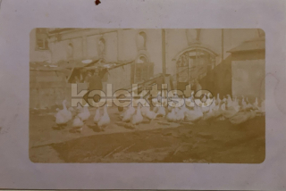 200 Kč GEN Pohlednice DRŮBEŽ, GEN145110