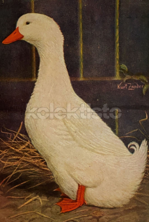 200 Kč GEN Pohlednice DRŮBEŽ, GEN145115