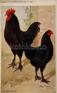 250 Kč GEN Pohlednice DRŮBEŽ, GEN145119