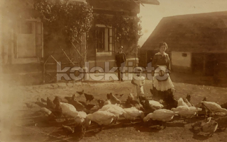 300 Kč GEN Pohlednice DRŮBEŽ, GEN145125