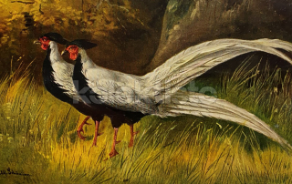 300 Kč GEN Pohlednice DRŮBEŽ, GEN145128