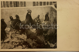 300 Kč GEN Pohlednice DRŮBEŽ, GEN145135