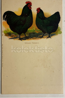 350 Kč GEN Pohlednice DRŮBEŽ, GEN145145