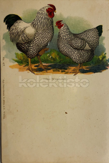 350 Kč GEN Pohlednice DRŮBEŽ, GEN145147