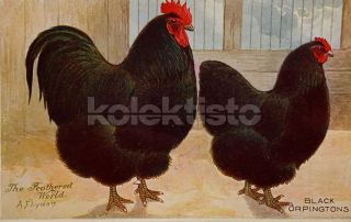 350 Kč GEN Pohlednice DRŮBEŽ, GEN145150