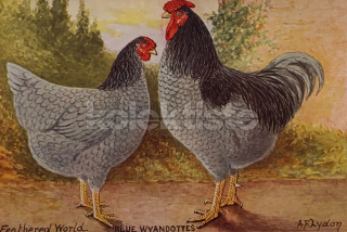 350 Kč GEN Pohlednice DRŮBEŽ, GEN145153