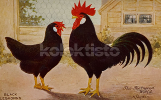 350 Kč GEN Pohlednice DRŮBEŽ, GEN145154